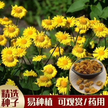 旋覆花种子六月菊种子草籽金佛花种子四季开花金佛草籽旋复花