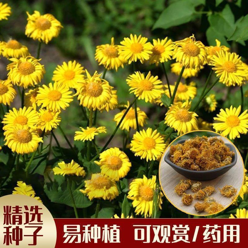 旋覆花种子六月菊种子草籽金佛花种子四季开花金佛草籽旋复花