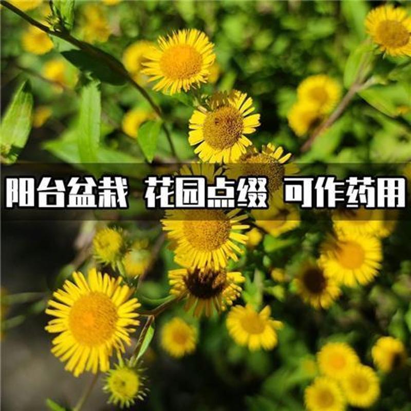 旋覆花种子六月菊种子草籽金佛花种子四季开花金佛草籽旋复花