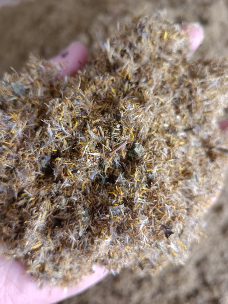 旋覆花种子六月菊种子草籽金佛花种子四季开花金佛草籽旋复花