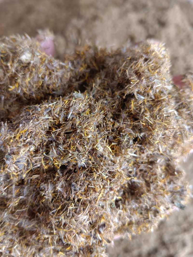 旋覆花种子六月菊种子草籽金佛花种子四季开花金佛草籽旋复花