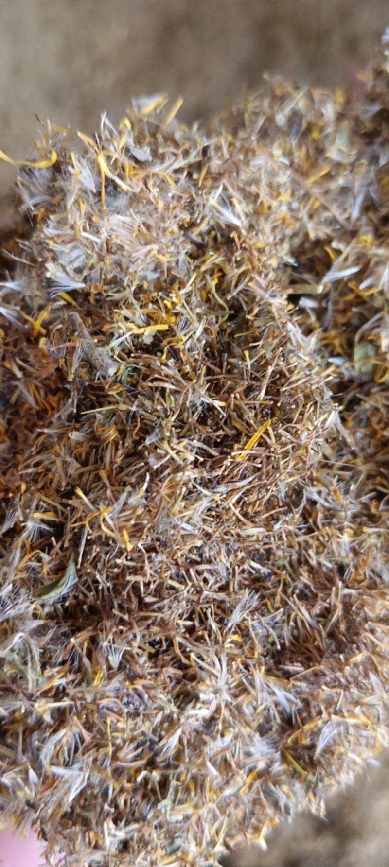 旋覆花种子六月菊种子草籽金佛花种子四季开花金佛草籽旋复花