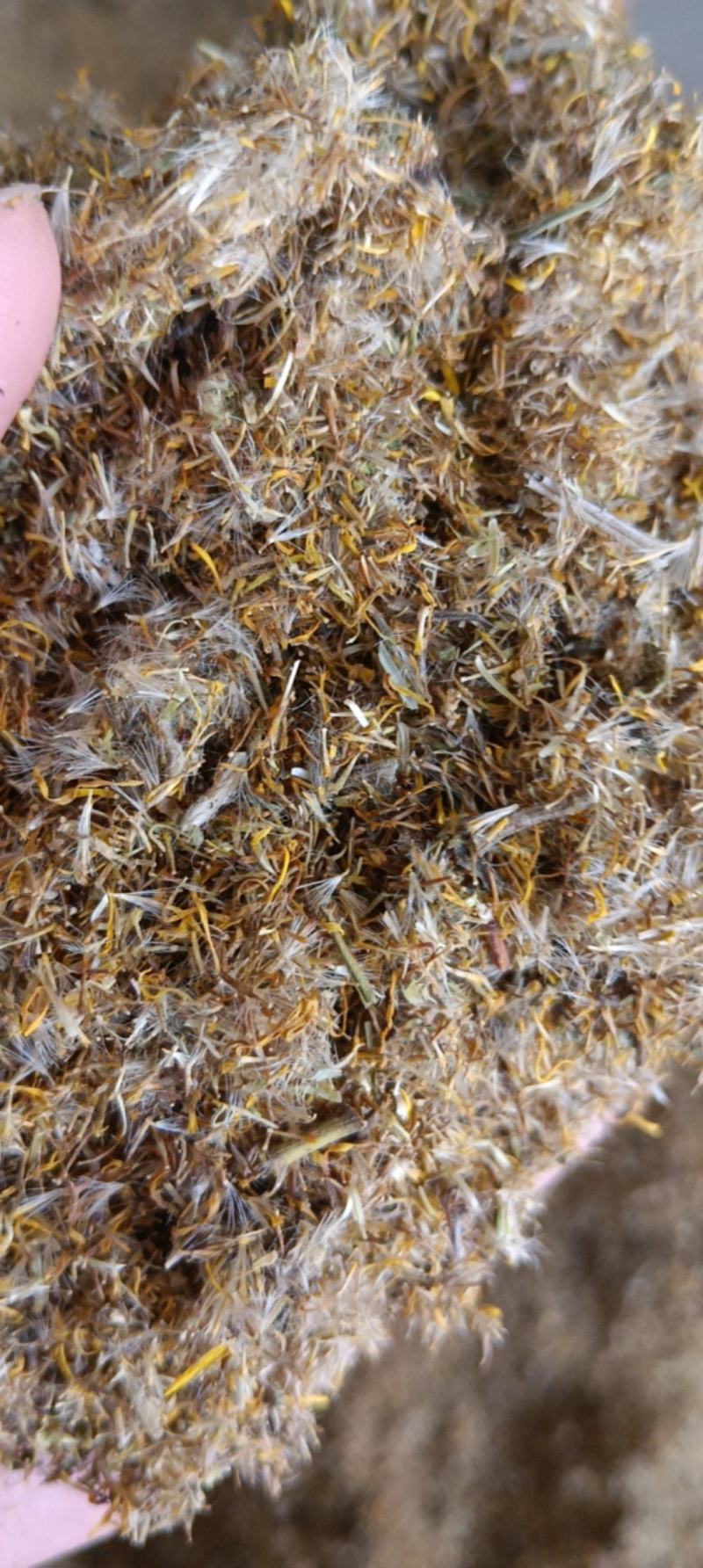旋覆花种子六月菊种子草籽金佛花种子四季开花金佛草籽旋复花
