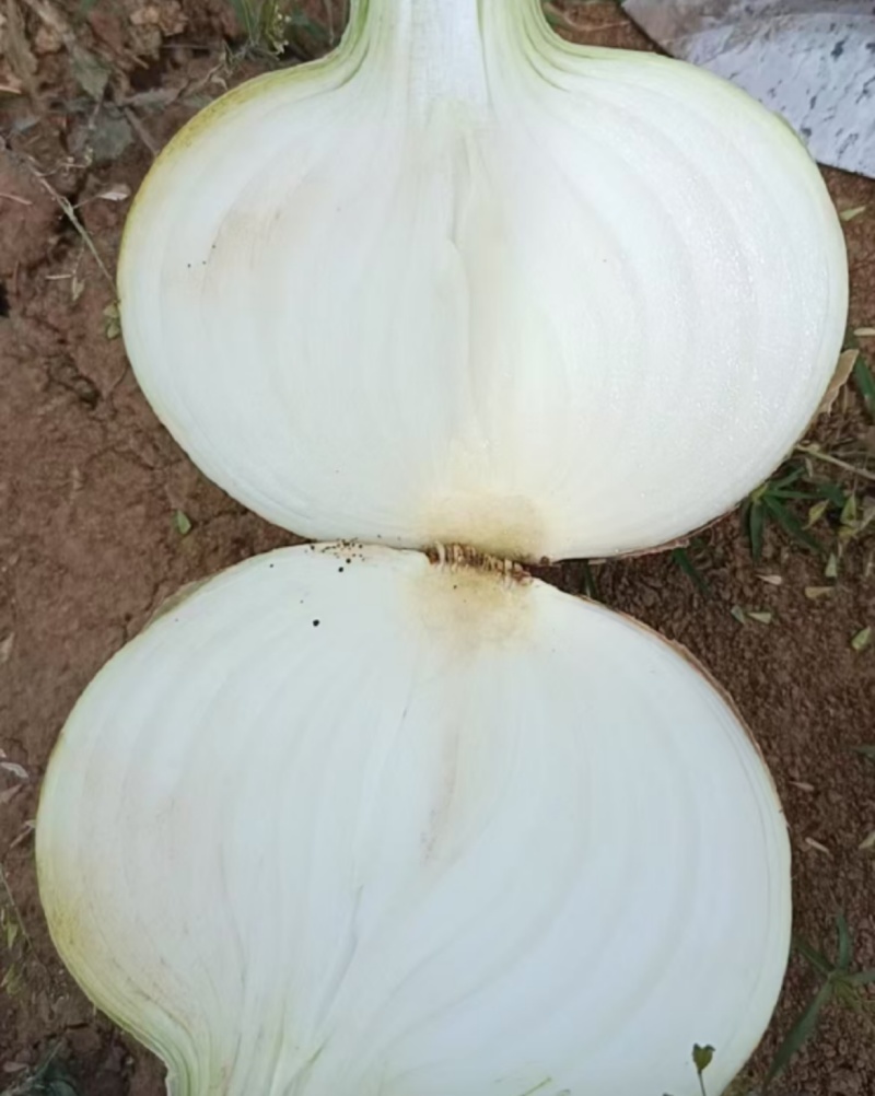 推荐新野洋葱黄皮洋葱产地一手货源量大从优全国发货