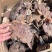 精品大个野生赤灵芝大量现货长期供应全国销量