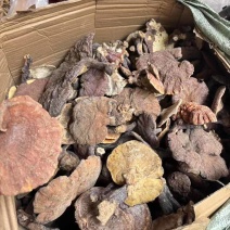 精品大个野生赤灵芝大量现货长期供应全国销量