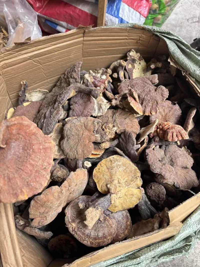 精品大个野生赤灵芝大量现货长期供应全国销量