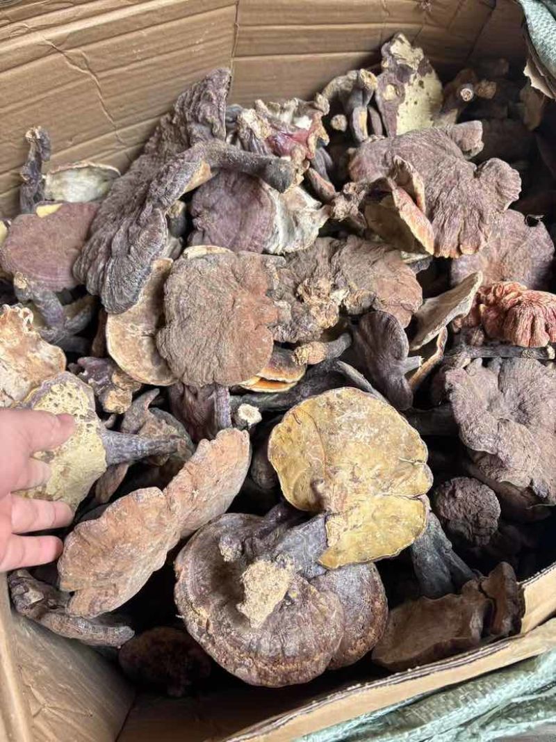 精品大个野生赤灵芝大量现货长期供应全国销量