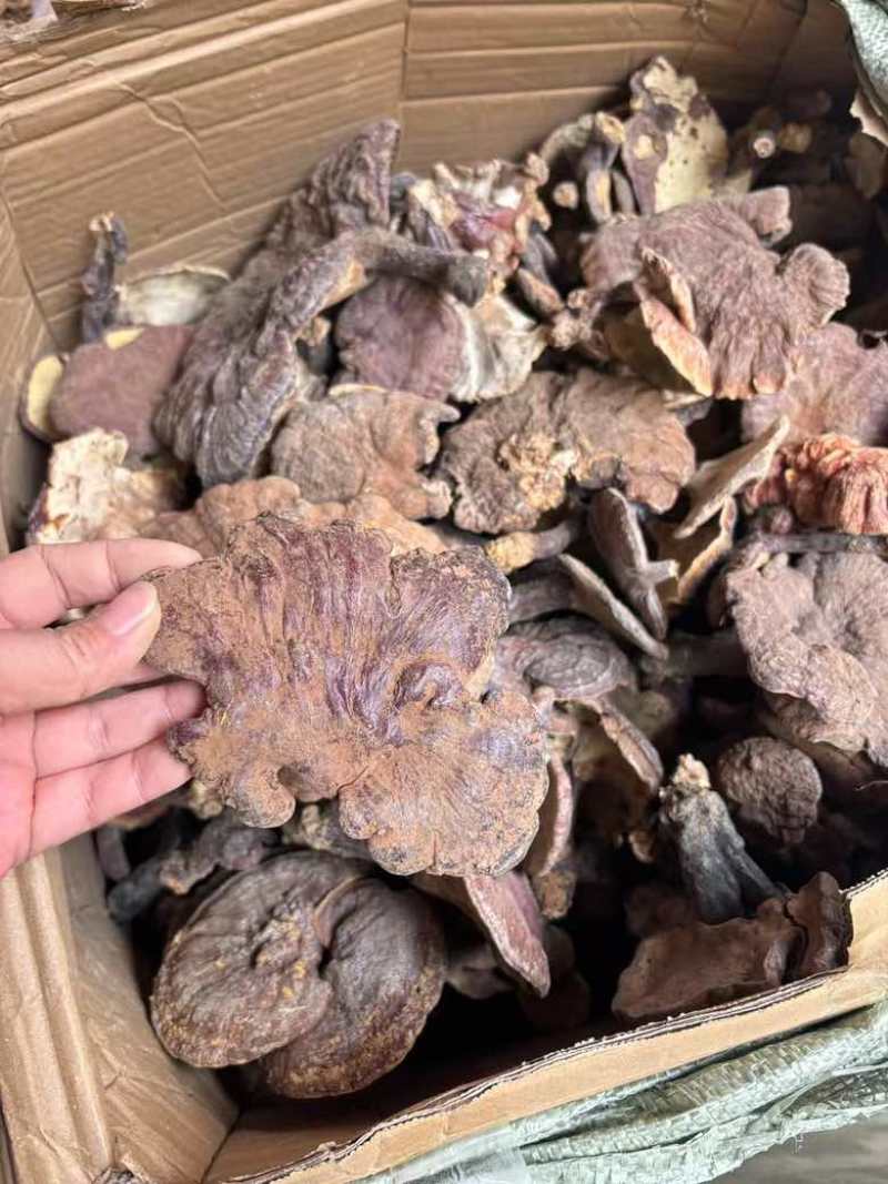 精品大个野生赤灵芝大量现货长期供应全国销量