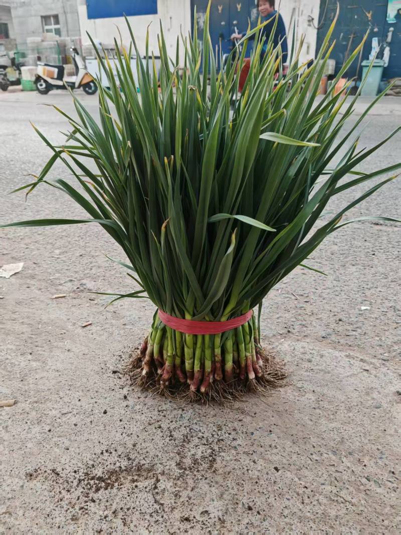 【优质推荐】一点红蒜苗大量有货产地直发一手货源保证质