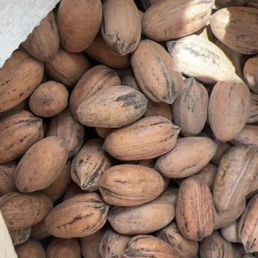 墨西哥碧根果S号110颗粒出仁率55