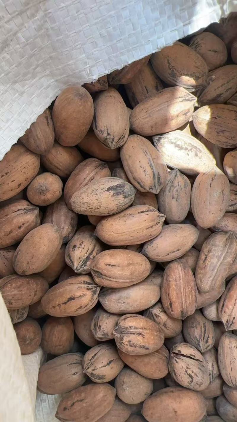 墨西哥碧根果S号110颗粒出仁率55