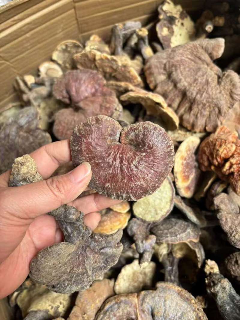 精品大个野生赤灵芝大量现货长期供应全国销量