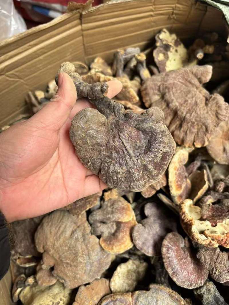 精品大个野生赤灵芝大量现货长期供应全国销量