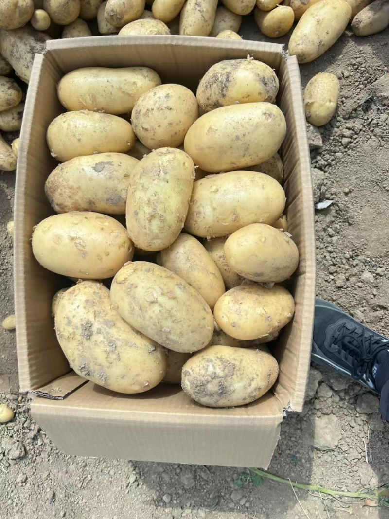 黄心土豆湖北土豆产地一手货源可视频看货保质保量
