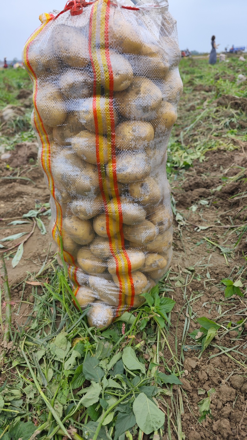 黄心土豆湖北土豆产地一手货源可视频看货保质保量