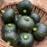 好货推荐贝贝南瓜对接电商市场商超一手货源保证质量