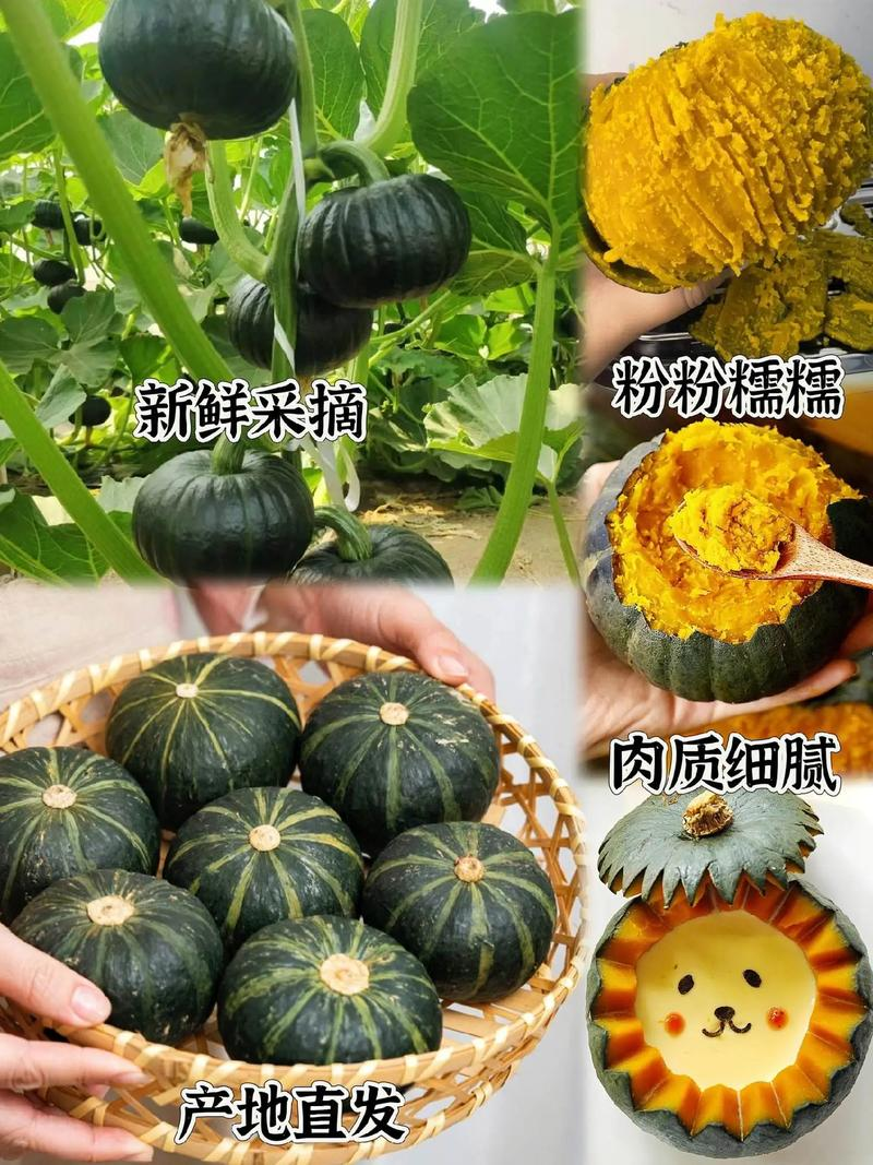 好货推荐贝贝南瓜对接电商市场商超一手货源保证质量