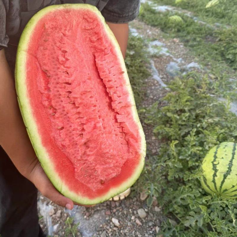 宁夏硒砂瓜，石头地里的。自产自销，提供接送服务。