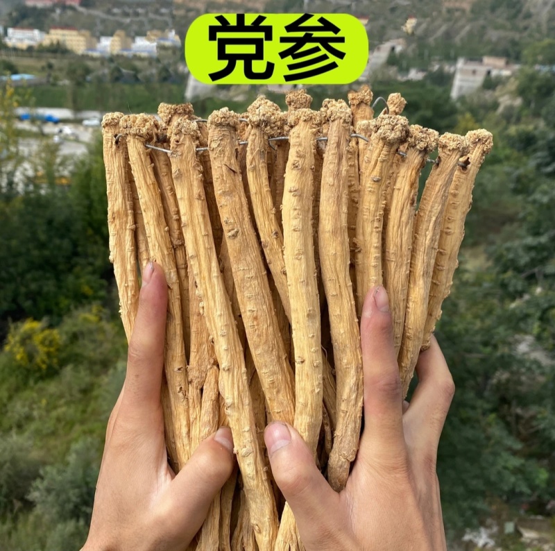 【品质保证】精选甘肃岷县原产地党参新货野生品质保证