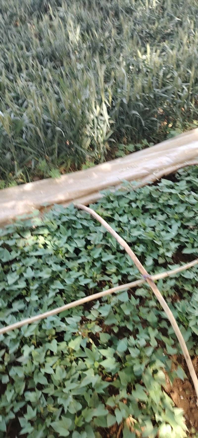 西瓜红红薯苗