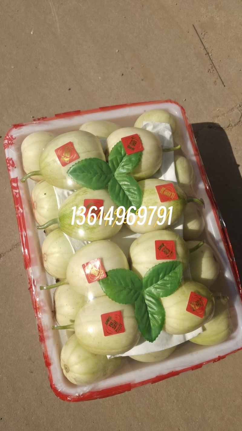 精密甜瓜和花姑娘大量上市中，诚信代收，望有意果商前来洽谈