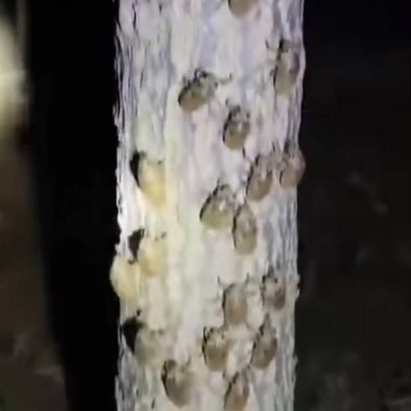 蝉蜕超高性价比货源充足营养丰富品质保证