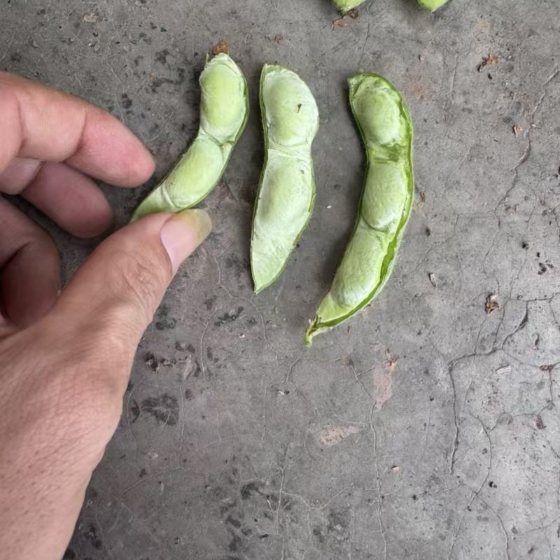 精品大毛豆