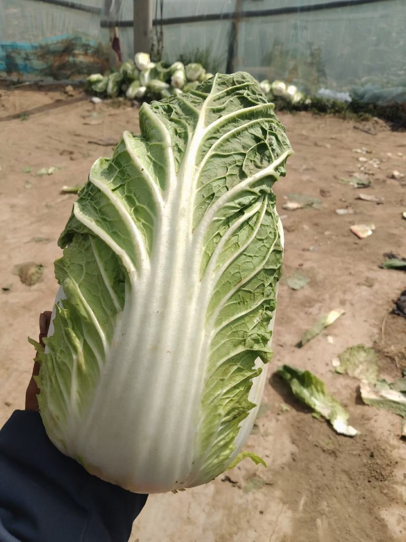 黄心大白菜大量上市中