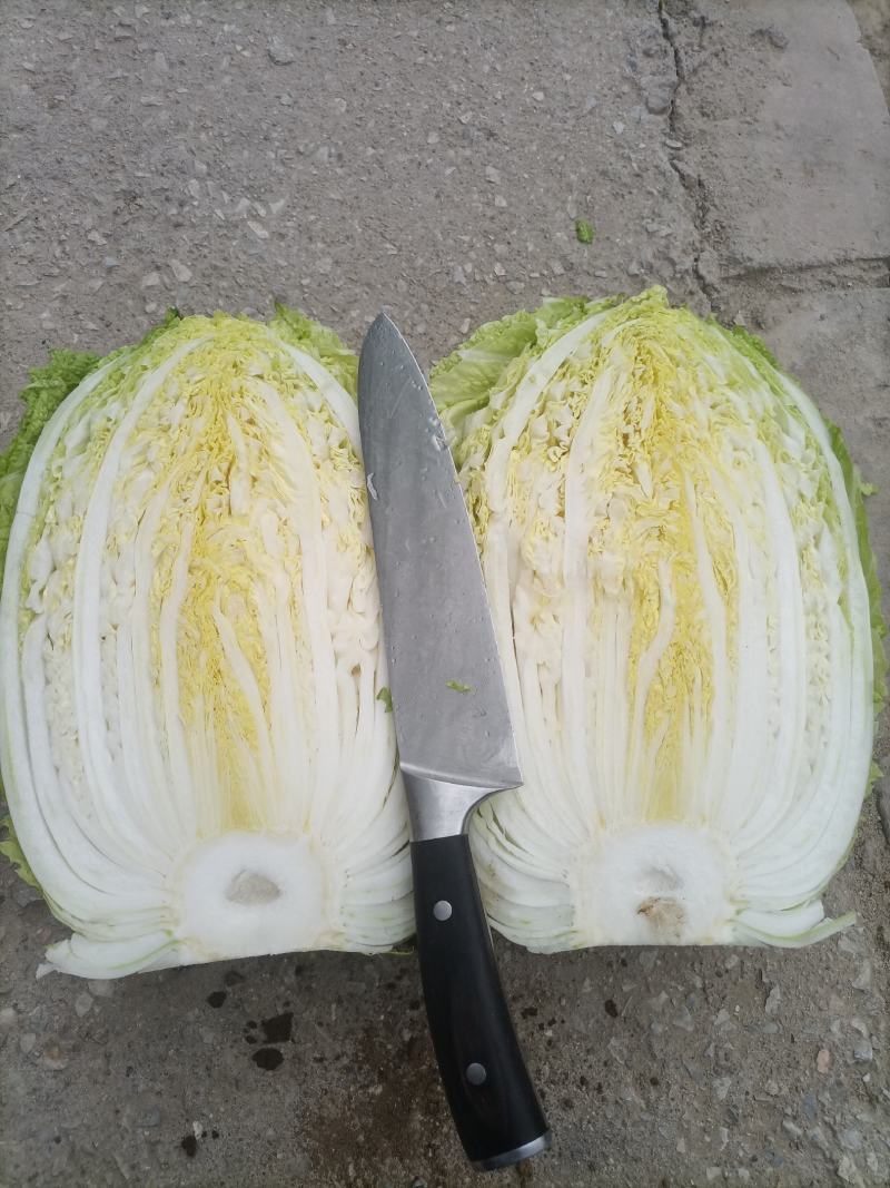 黄心大白菜大量上市中