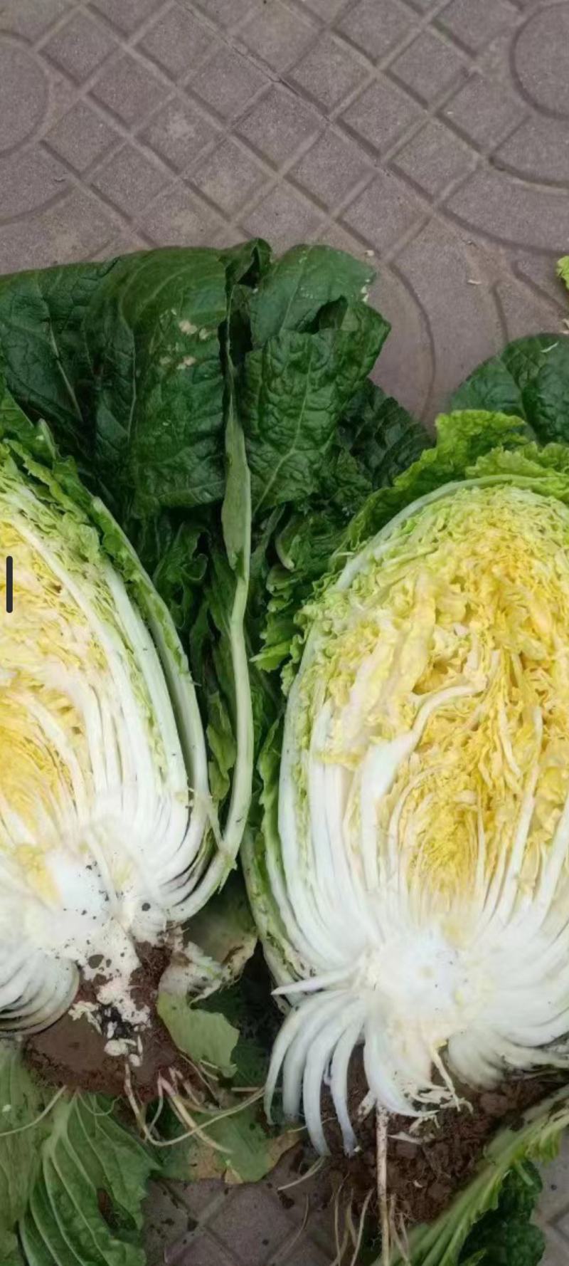 黄心大白菜大量上市中