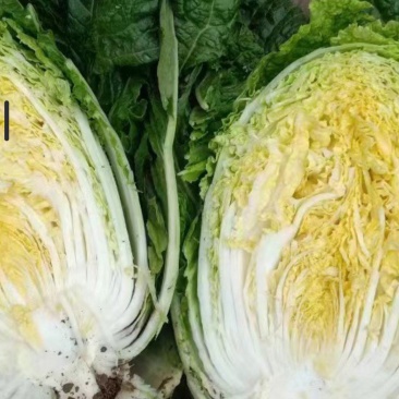 黄心大白菜大量上市中