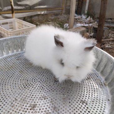 宠物兔