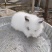 宠物兔