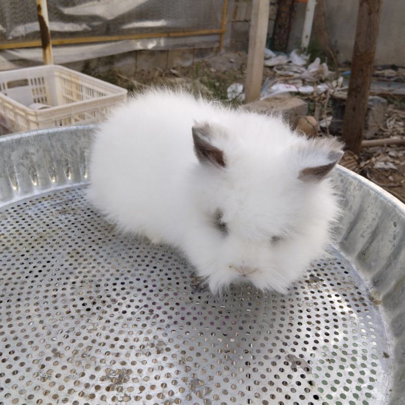 宠物兔