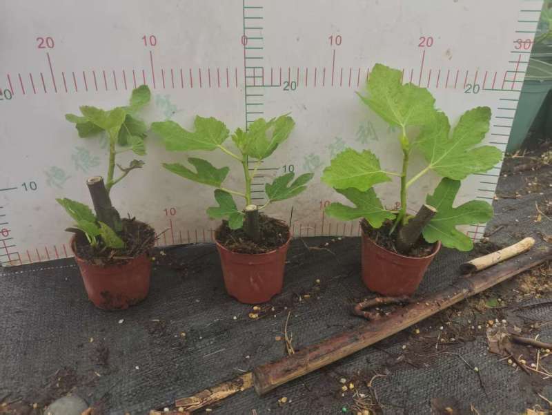 无花果树果苗带果盆栽树苗波姬红特大果南北方四季格莱斯果树