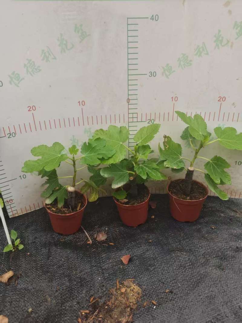 无花果树果苗带果盆栽树苗波姬红特大果南北方四季格莱斯果树