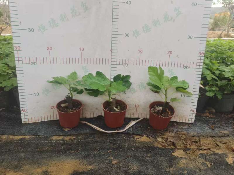 无花果树果苗带果盆栽树苗波姬红特大果南北方四季格莱斯果树