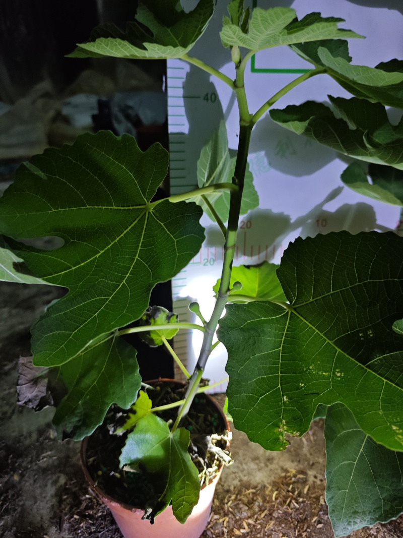 无花果树果苗带果盆栽树苗波姬红特大果南北方四季格莱斯果树