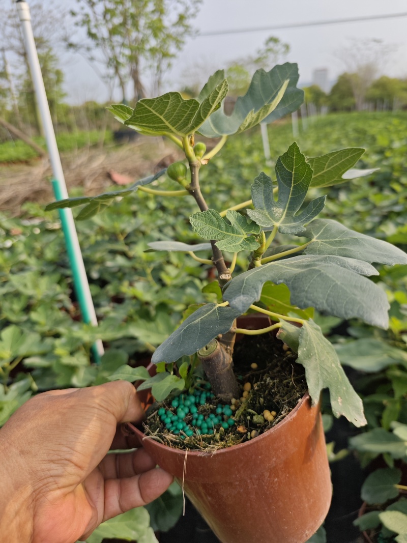 无花果树果苗带果盆栽树苗波姬红特大果南北方四季格莱斯果树