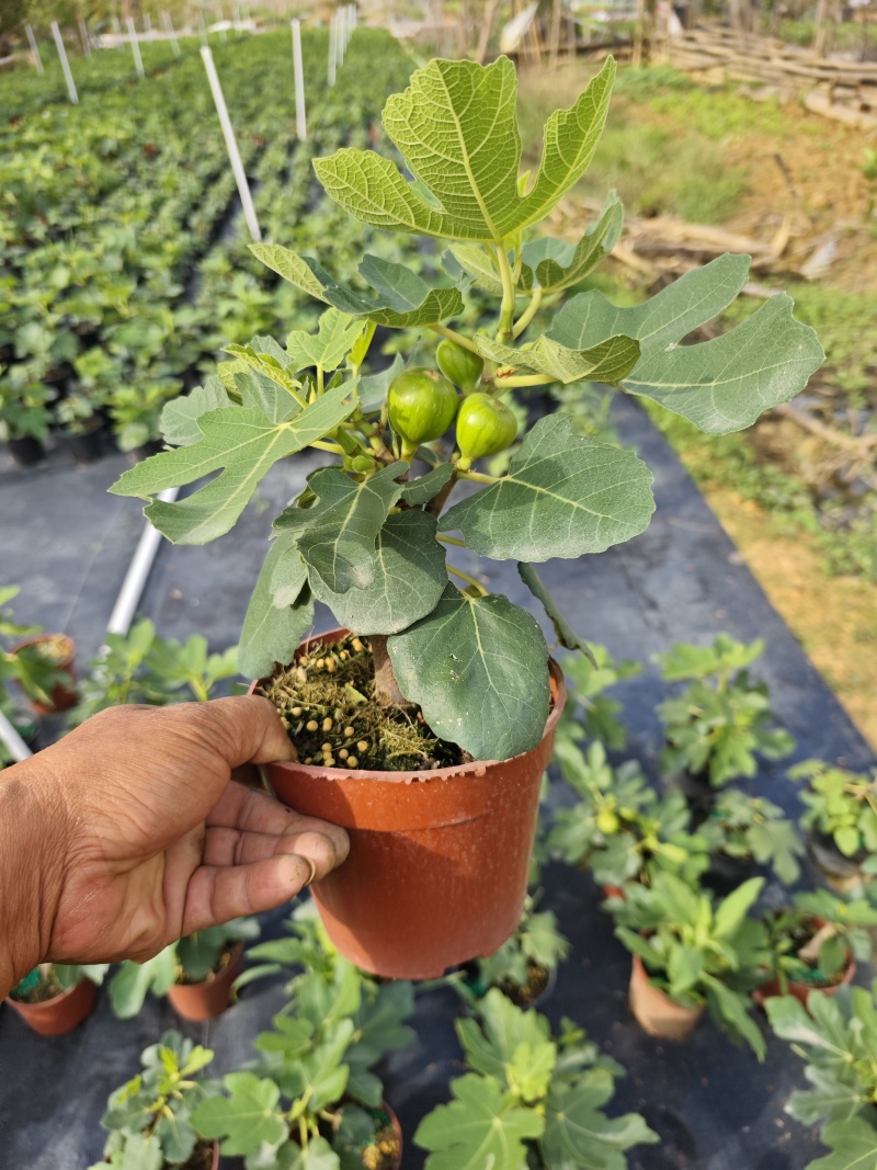 无花果树果苗带果盆栽树苗波姬红特大果南北方四季格莱斯果树