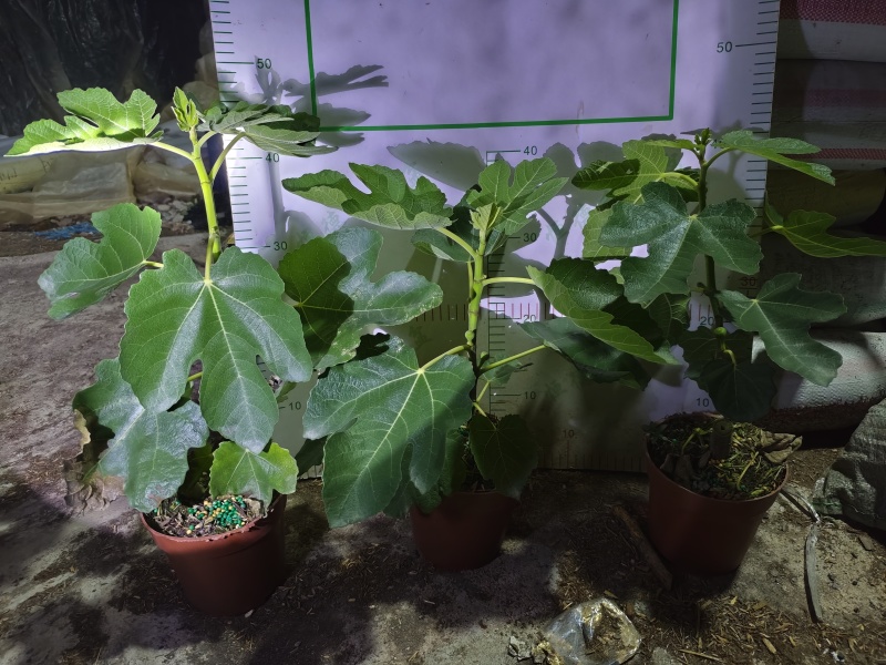 无花果树果苗带果盆栽树苗波姬红特大果南北方四季格莱斯果树
