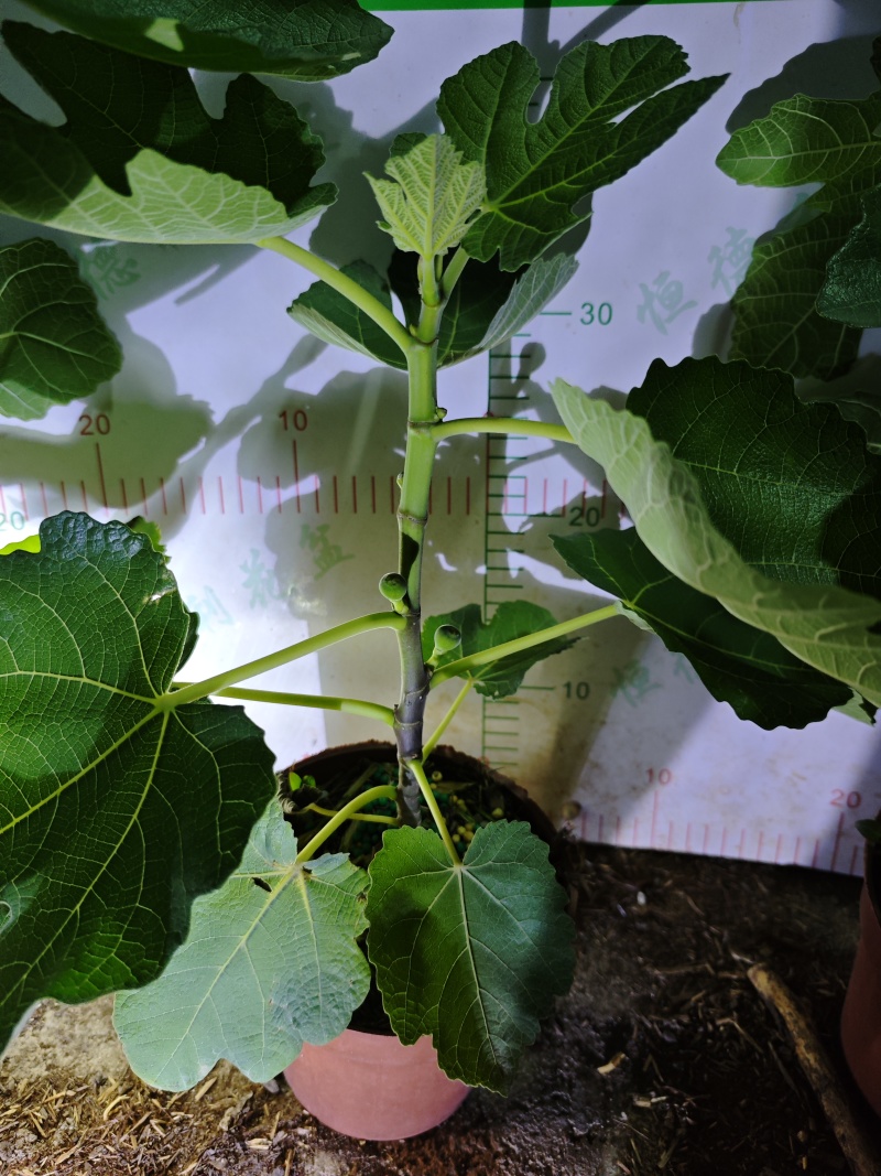无花果树果苗带果盆栽树苗波姬红特大果南北方四季格莱斯果树