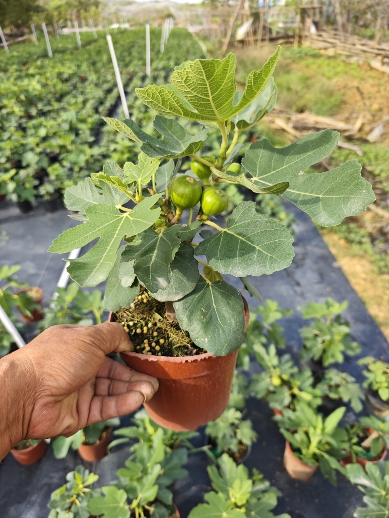 无花果树果苗带果盆栽树苗波姬红特大果南北方四季格莱斯果树