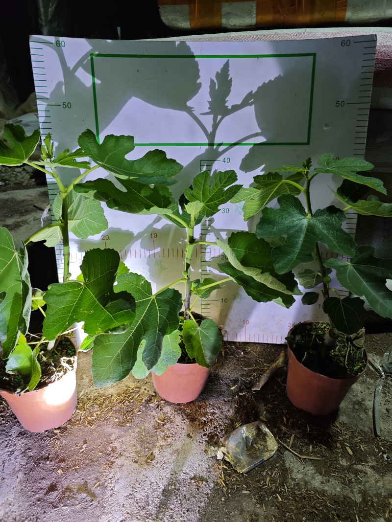 无花果树果苗带果盆栽树苗波姬红特大果南北方四季格莱斯果树