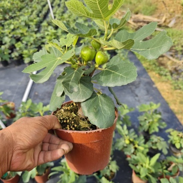 无花果树果苗带果盆栽树苗波姬红特大果南北方四季格莱斯果树