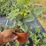 无花果树果苗带果盆栽树苗波姬红特大果南北方四季格莱斯果树