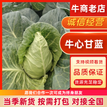 牛心甘蓝，大量有货中，产地直发，全国批发量大从优