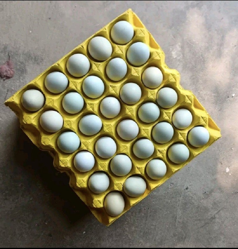 出售农家土鸡蛋，价格实惠，120一件，质量有保障，包售后