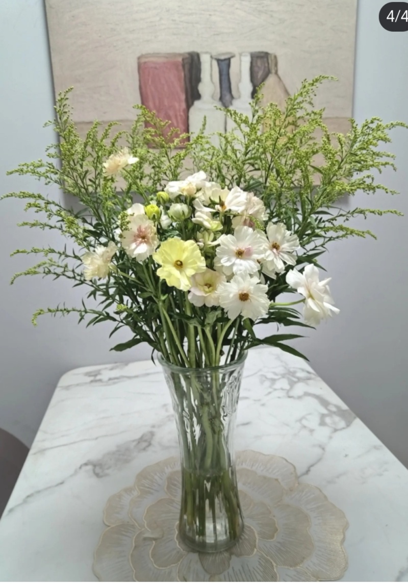 黄莺苗可用于园林工程绿化花束用途广泛全国都可发货